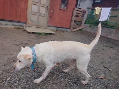 f:id:roukenhome-ann:20181210142849j:plain