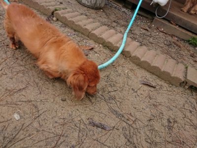 f:id:roukenhome-ann:20181210222530j:plain