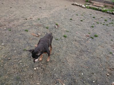 f:id:roukenhome-ann:20181210224248j:plain