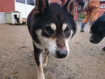 f:id:roukenhome-ann:20181213182603j:plain
