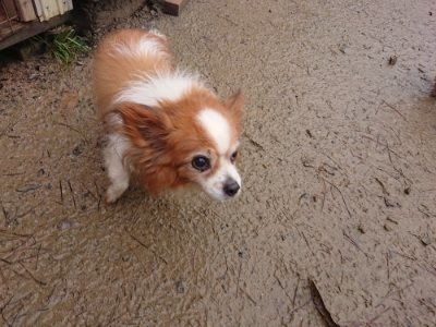 f:id:roukenhome-ann:20181213183442j:plain