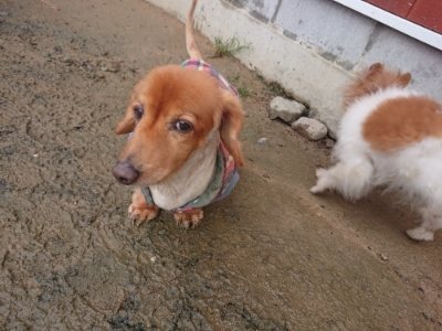 f:id:roukenhome-ann:20181213195039j:plain