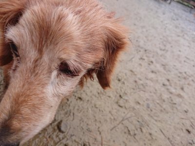 f:id:roukenhome-ann:20181213195208j:plain