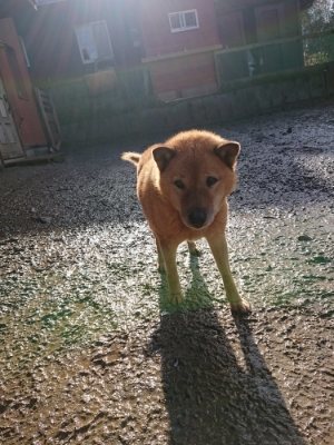 f:id:roukenhome-ann:20181215053259j:plain