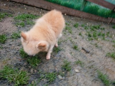 f:id:roukenhome-ann:20181215071618j:plain
