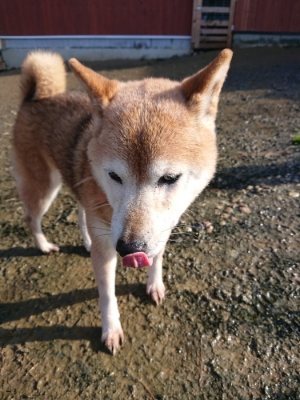 f:id:roukenhome-ann:20181215071707j:plain