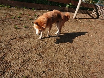 f:id:roukenhome-ann:20181215071726j:plain