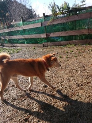 f:id:roukenhome-ann:20181215071922j:plain