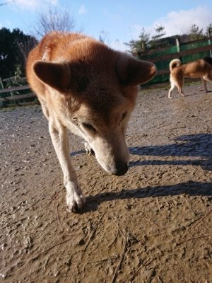 f:id:roukenhome-ann:20181215071944j:plain