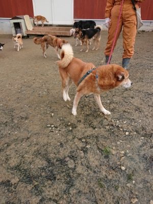 f:id:roukenhome-ann:20181216072009j:plain