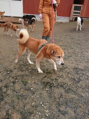 f:id:roukenhome-ann:20181216072014j:plain