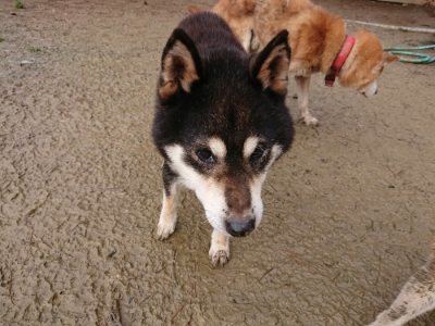 f:id:roukenhome-ann:20181216072604j:plain
