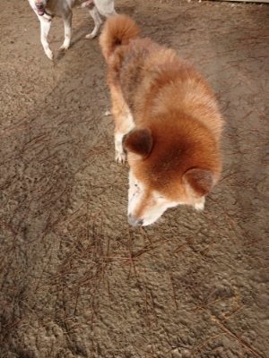 f:id:roukenhome-ann:20181216072953j:plain