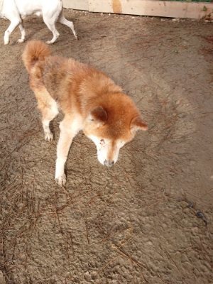 f:id:roukenhome-ann:20181216073049j:plain