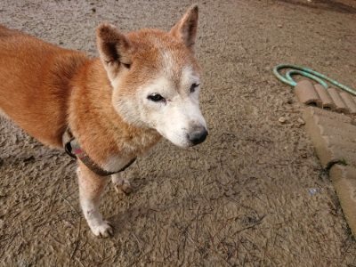 f:id:roukenhome-ann:20181216073800j:plain