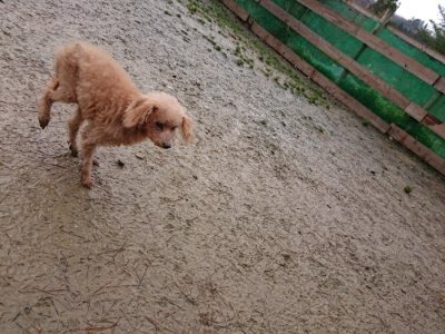 f:id:roukenhome-ann:20181216073809j:plain