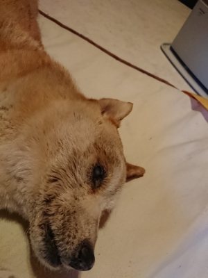 f:id:roukenhome-ann:20181216074040j:plain