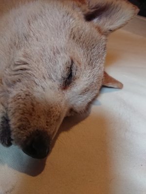 f:id:roukenhome-ann:20181217053336j:plain