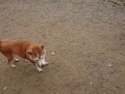 f:id:roukenhome-ann:20181221192841j:plain