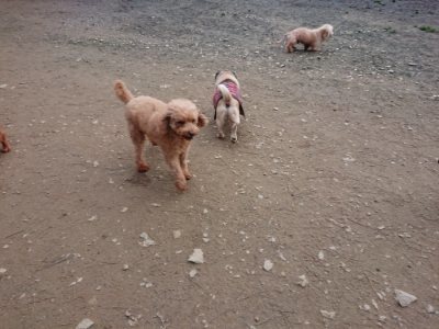 f:id:roukenhome-ann:20181222133332j:plain