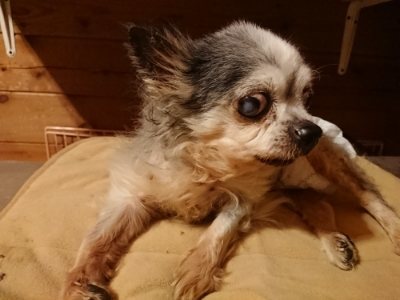 f:id:roukenhome-ann:20181222183322j:plain