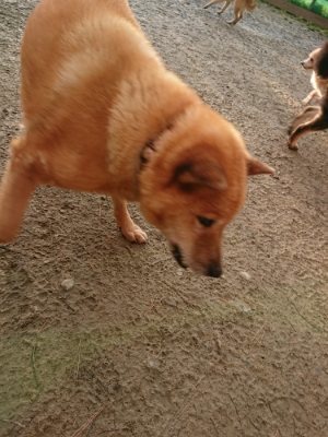 f:id:roukenhome-ann:20181224210319j:plain f:id:roukenhome-ann:20181224210319j:plain