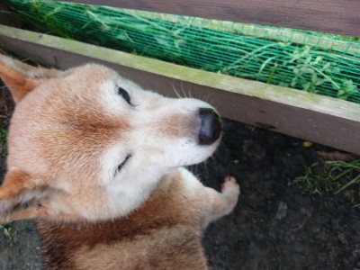 f:id:roukenhome-ann:20181224210357j:plain f:id:roukenhome-ann:20181224210357j:plain