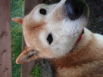 f:id:roukenhome-ann:20181224210853j:plain f:id:roukenhome-ann:20181224210853j:plain