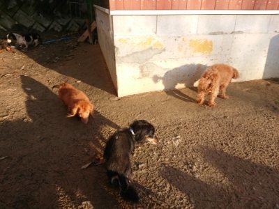 f:id:roukenhome-ann:20181224210952j:plain f:id:roukenhome-ann:20181224210952j:plain
