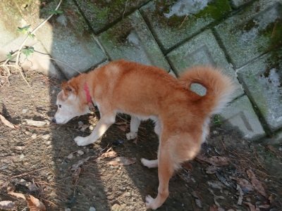 f:id:roukenhome-ann:20181224211610j:plain f:id:roukenhome-ann:20181224211610j:plain