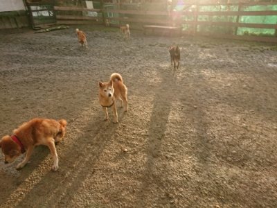 f:id:roukenhome-ann:20181224211623j:plain f:id:roukenhome-ann:20181224211623j:plain