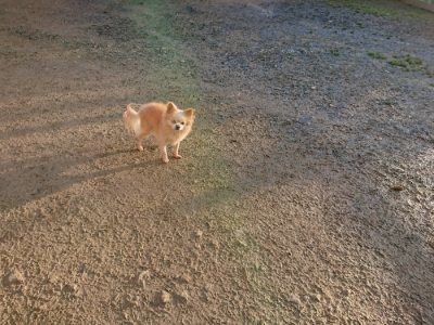 f:id:roukenhome-ann:20181224211629j:plain f:id:roukenhome-ann:20181224211629j:plain