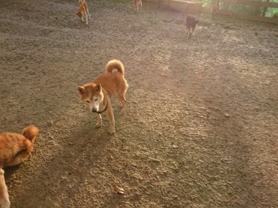 f:id:roukenhome-ann:20181224211647j:plain f:id:roukenhome-ann:20181224211647j:plain