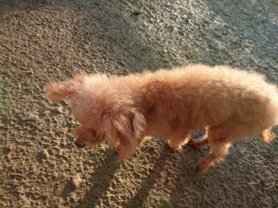 f:id:roukenhome-ann:20181224211713j:plain f:id:roukenhome-ann:20181224211713j:plain