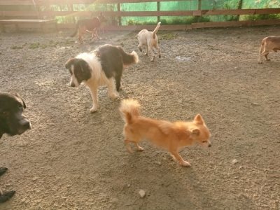 f:id:roukenhome-ann:20181224213322j:plain f:id:roukenhome-ann:20181224213322j:plain