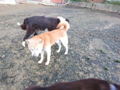 f:id:roukenhome-ann:20181224213943j:plain f:id:roukenhome-ann:20181224213943j:plain