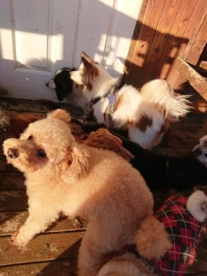 f:id:roukenhome-ann:20181224213949j:plain f:id:roukenhome-ann:20181224213949j:plain