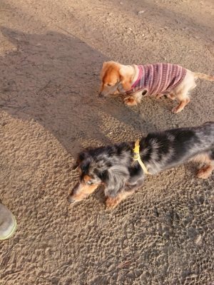 f:id:roukenhome-ann:20181225052703j:plain f:id:roukenhome-ann:20181225052703j:plain