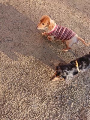 f:id:roukenhome-ann:20181225052733j:plain f:id:roukenhome-ann:20181225052733j:plain