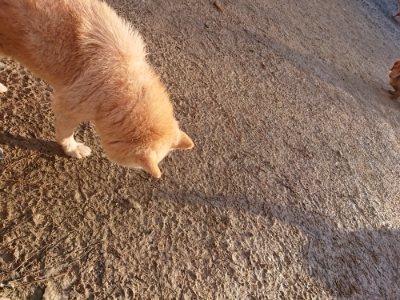 f:id:roukenhome-ann:20181225052742j:plain f:id:roukenhome-ann:20181225052742j:plain