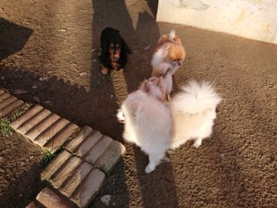 f:id:roukenhome-ann:20181225052752j:plain f:id:roukenhome-ann:20181225052752j:plain