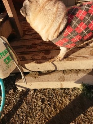 f:id:roukenhome-ann:20181225053156j:plain f:id:roukenhome-ann:20181225053156j:plain