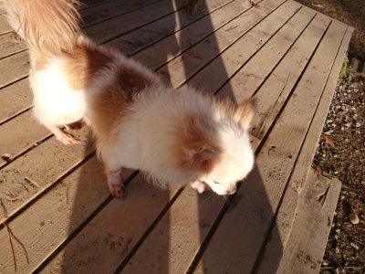 f:id:roukenhome-ann:20181225053259j:plain f:id:roukenhome-ann:20181225053259j:plain