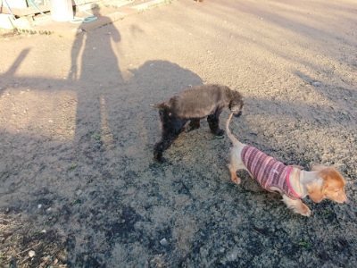 f:id:roukenhome-ann:20181225070647j:plain f:id:roukenhome-ann:20181225070647j:plain