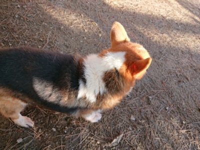 f:id:roukenhome-ann:20181225070701j:plain f:id:roukenhome-ann:20181225070701j:plain