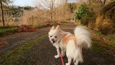f:id:roukenhome-ann:20181225071343j:plain f:id:roukenhome-ann:20181225071343j:plain