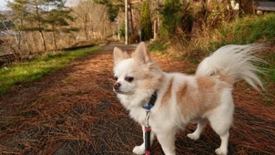 f:id:roukenhome-ann:20181225071347j:plain f:id:roukenhome-ann:20181225071347j:plain