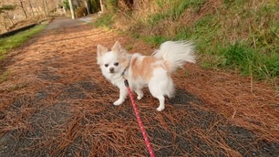 f:id:roukenhome-ann:20181225071356j:plain f:id:roukenhome-ann:20181225071356j:plain