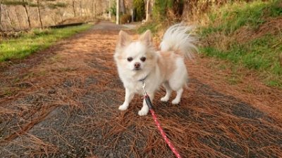f:id:roukenhome-ann:20181225071400j:plain f:id:roukenhome-ann:20181225071400j:plain