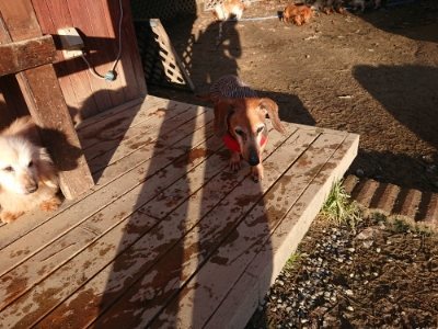 f:id:roukenhome-ann:20181225071431j:plain f:id:roukenhome-ann:20181225071431j:plain
